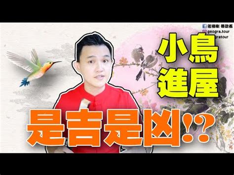 鳥飛入屋|【鳥飛進家裡代表什麼】鳥飛進家裡暗示什麼？驚人預兆揭露！